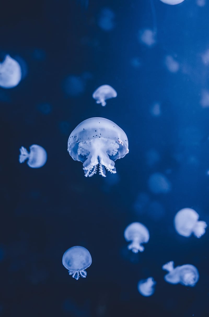 Deep-Sea Discoveries